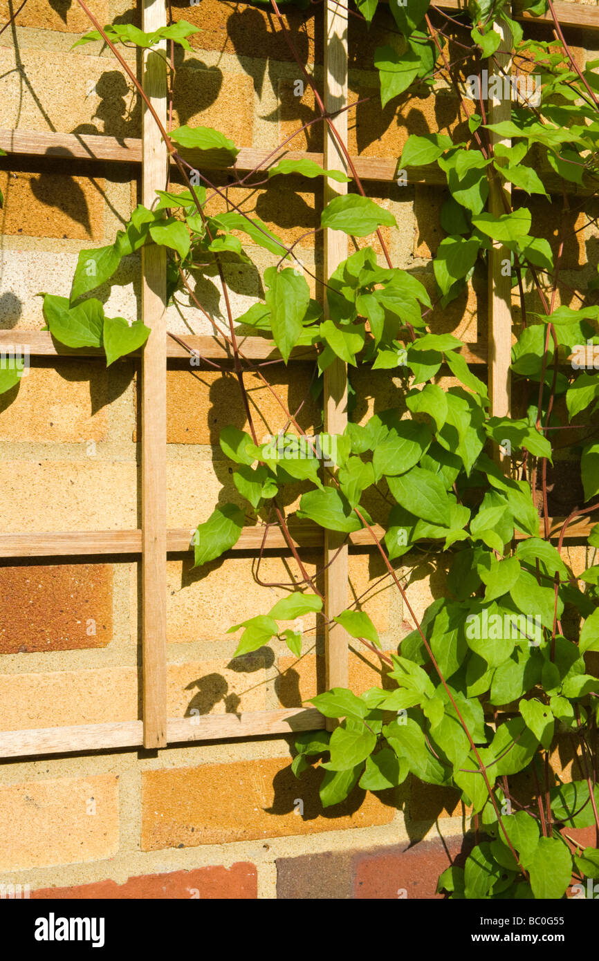 Clematis climbing up trellis on wall. Stock Photo