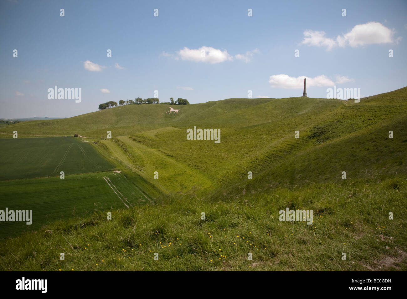 chalk white horse and monument on Cherhill Down near Calne in Wiltshire