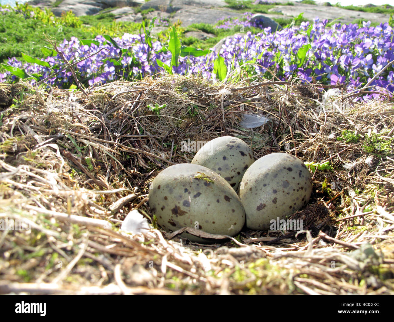 Gulls eggs hires stock photography and images Alamy