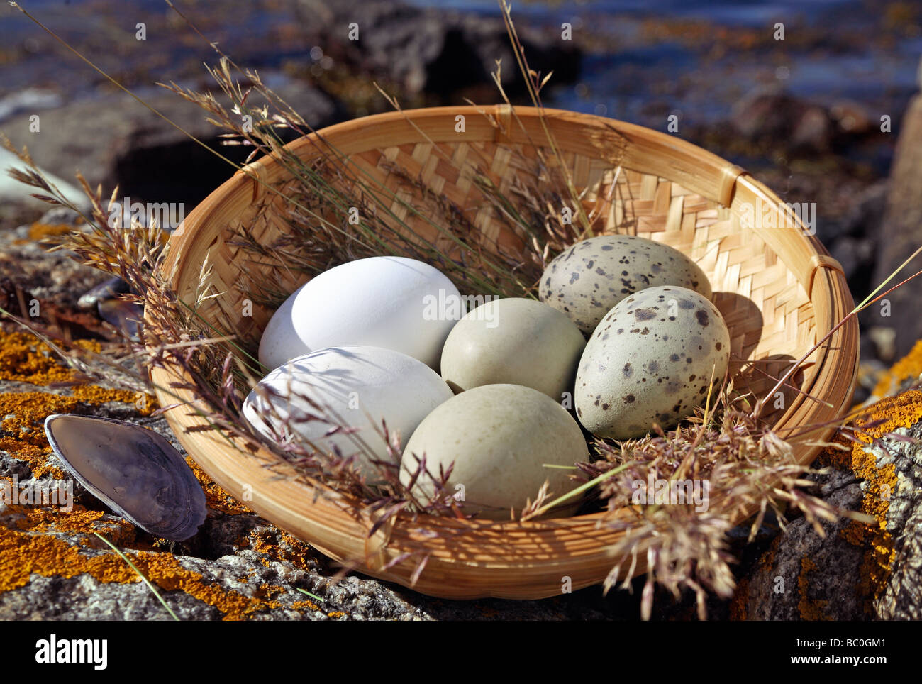 American bird eggs hi-res stock photography and images - Page 2 - Alamy