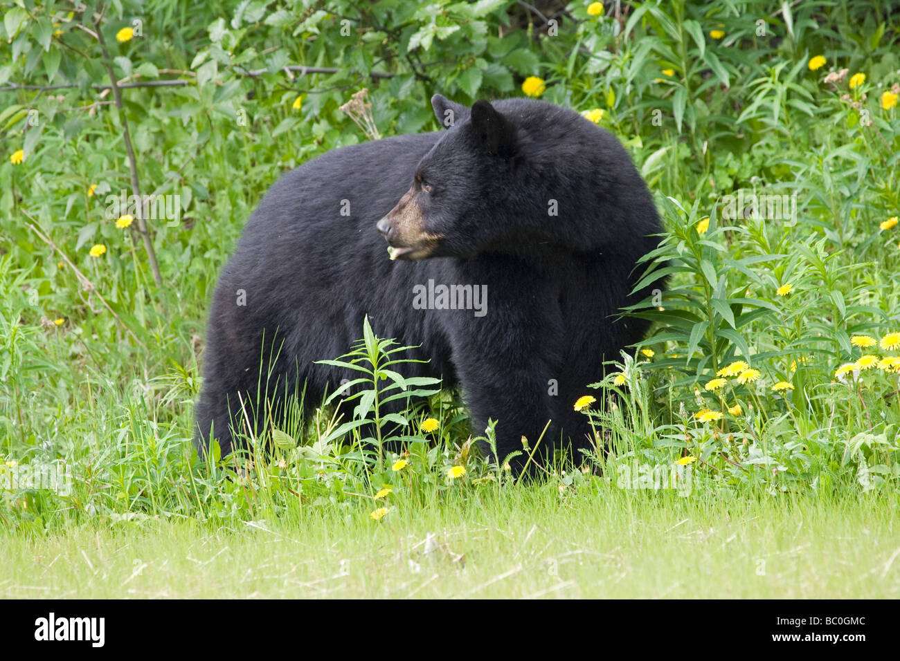 Kenai peninsula bear hi-res stock photography and images - Alamy