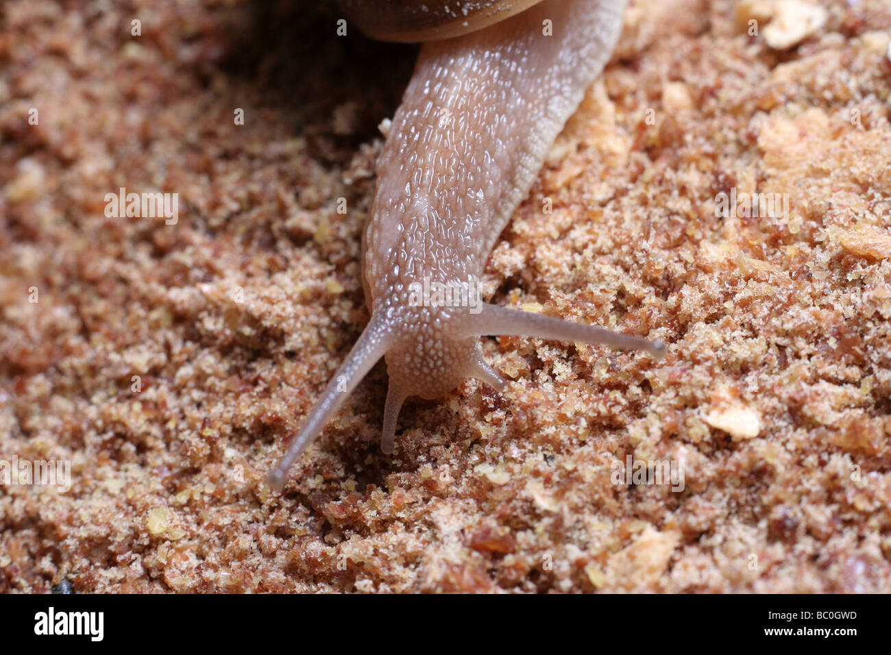 Snail in the night Stock Photo Alamy