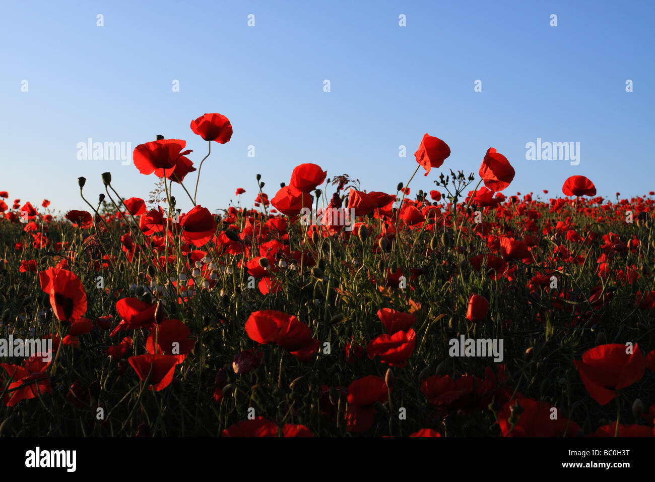 Poppies in field and blue sky hi-res stock photography and images - Alamy