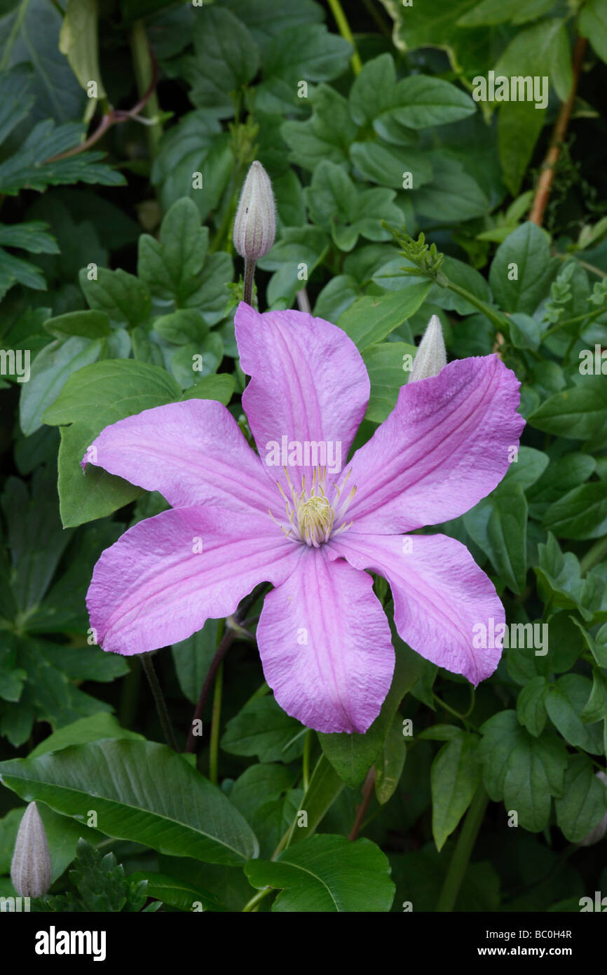 Clematis Hagley Hybrid flower Stock Photo