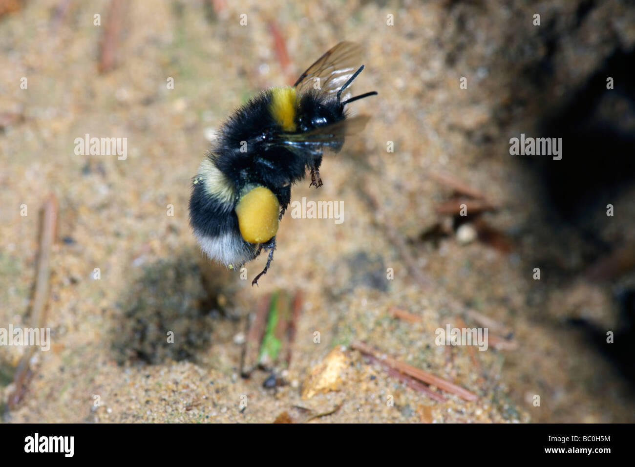 Bumble Bee Bombus lucorum flying into nest Stock Photo