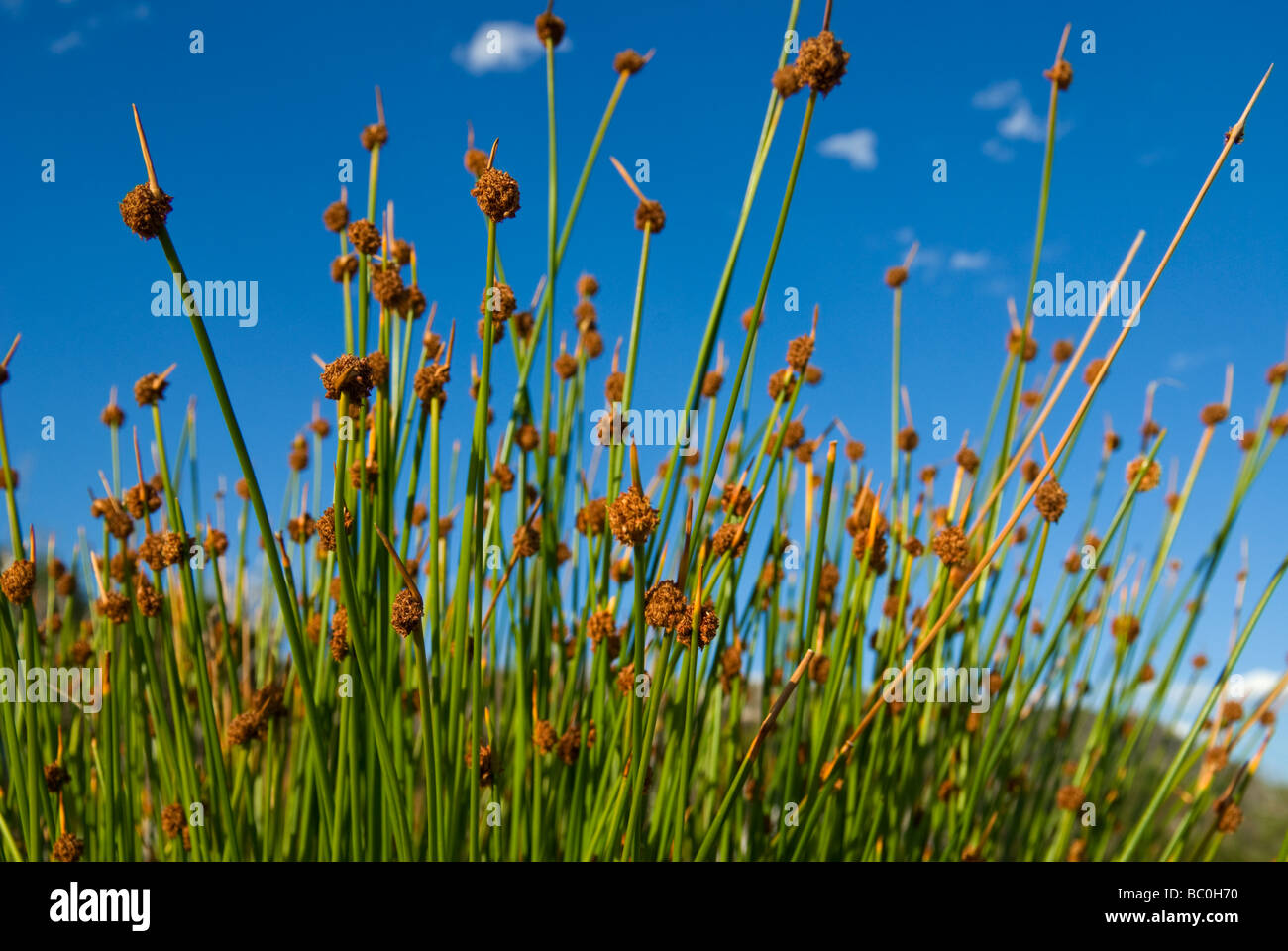 Sedge Reed Sedge reed hi-res stock photography and images - Alamy