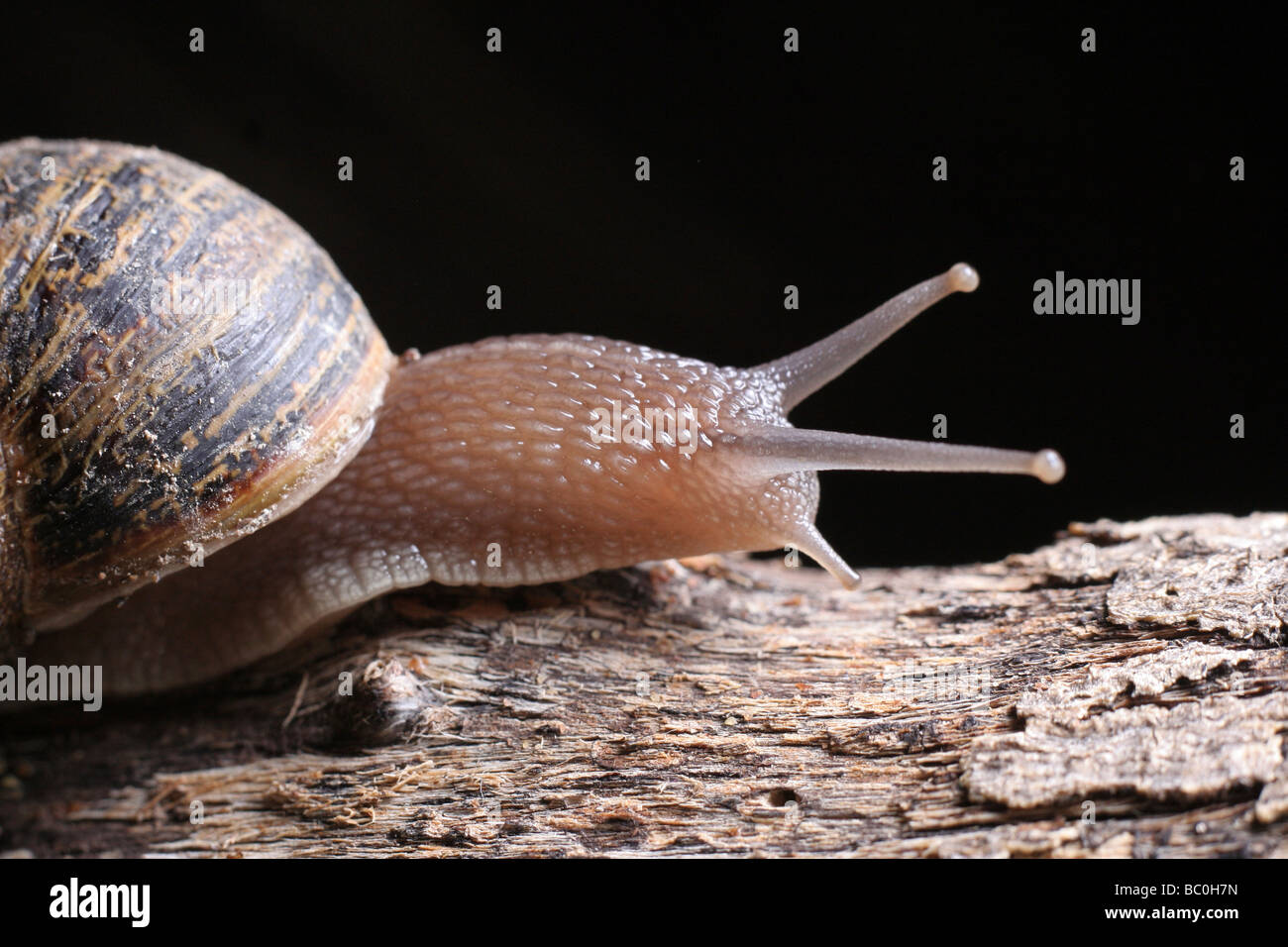 Snail in the night Stock Photo Alamy