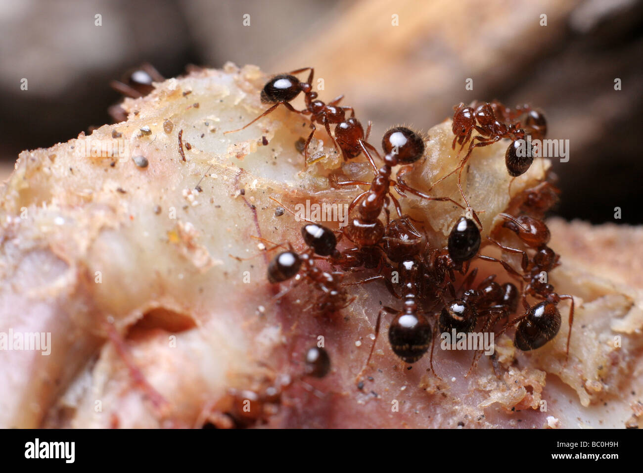 Meat ants hires stock photography and images Alamy
