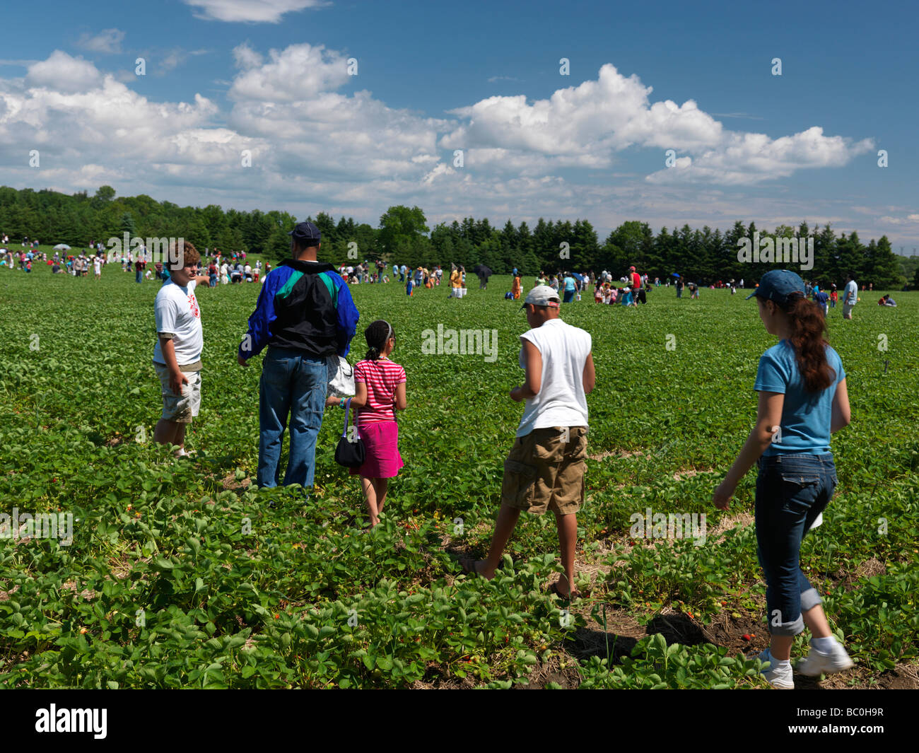 People at an organic strawberry farm Stock Photo