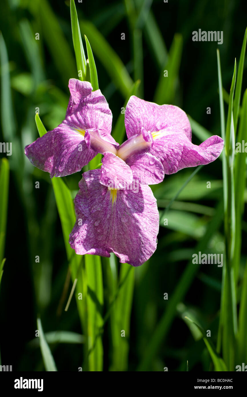 Iri hi-res stock photography and images - Page 52 - Alamy