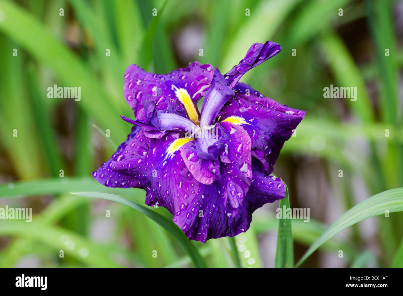 Detail of a purple Japanese iris blooming in the Meiji Jingu Gyoen June