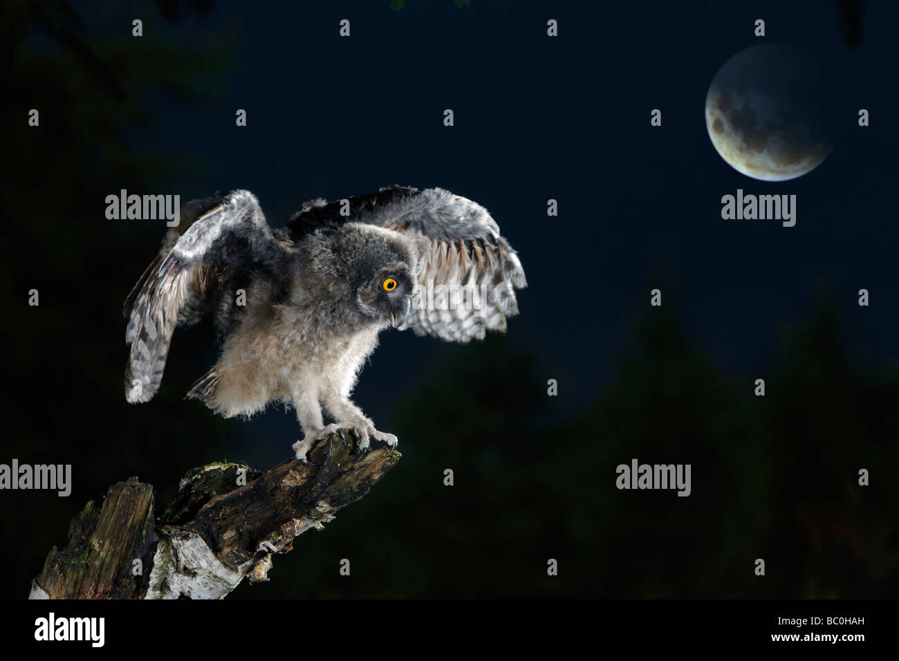 Young Long Eared Owl Asio otus Stock Photo