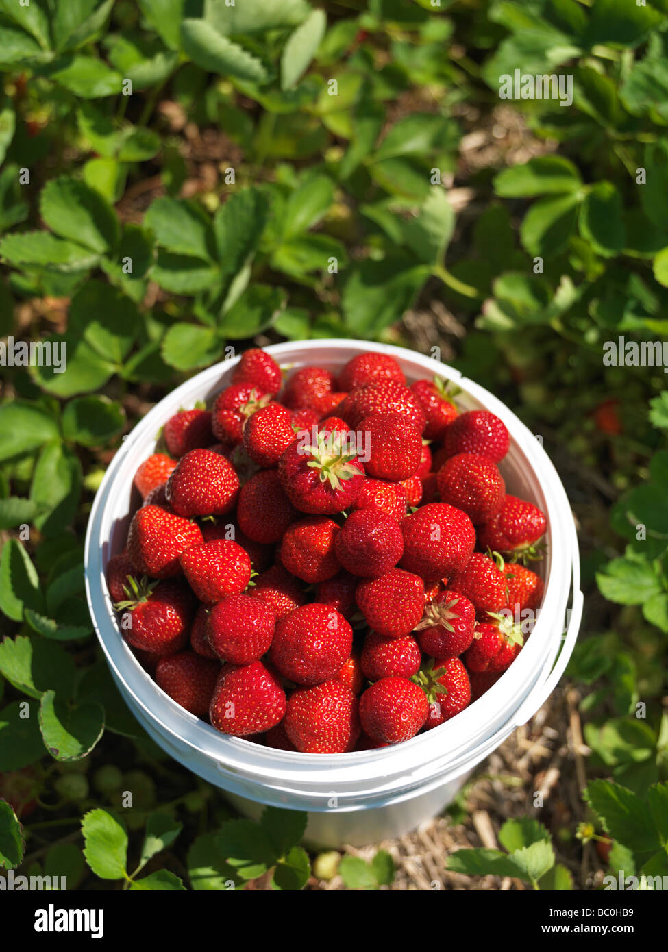Bucket full of ripe strawberry at a pick your own farm Stock Photo - Alamy