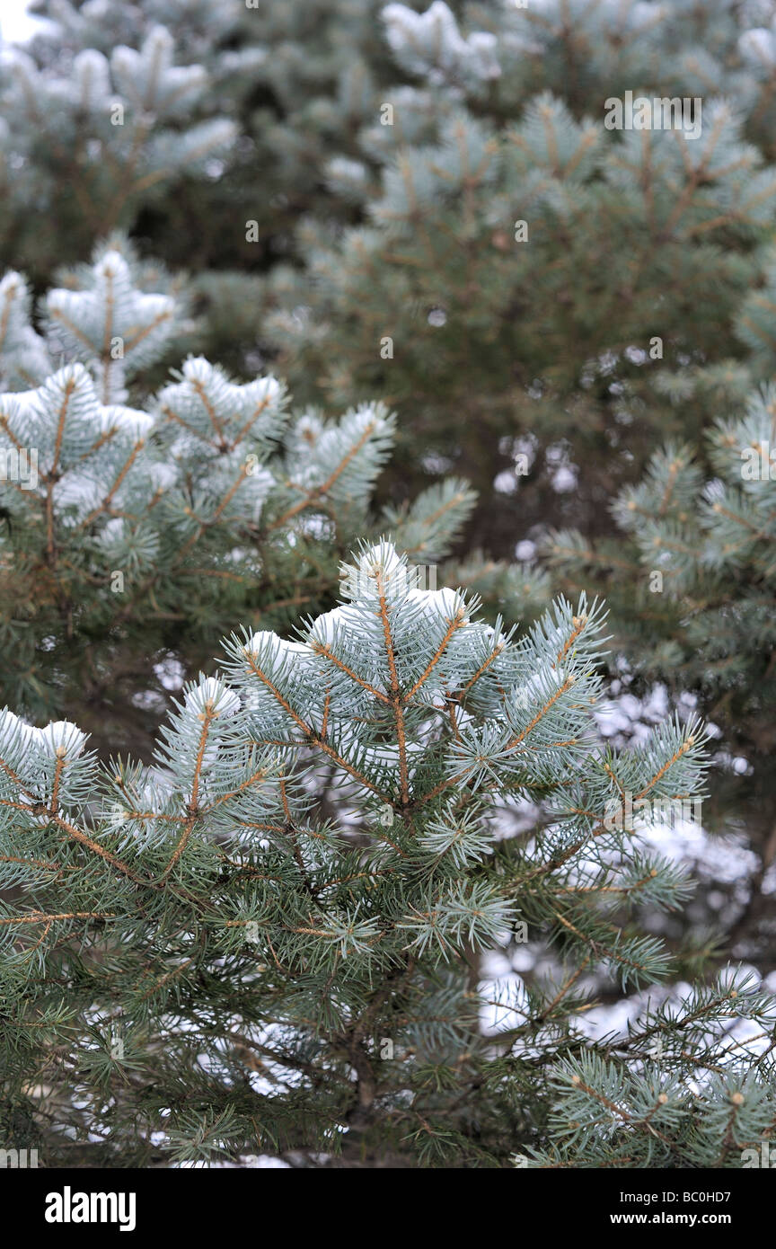 Closeup of blue spruce tree (picea pungens) with snow on the branches and copy space Stock Photo