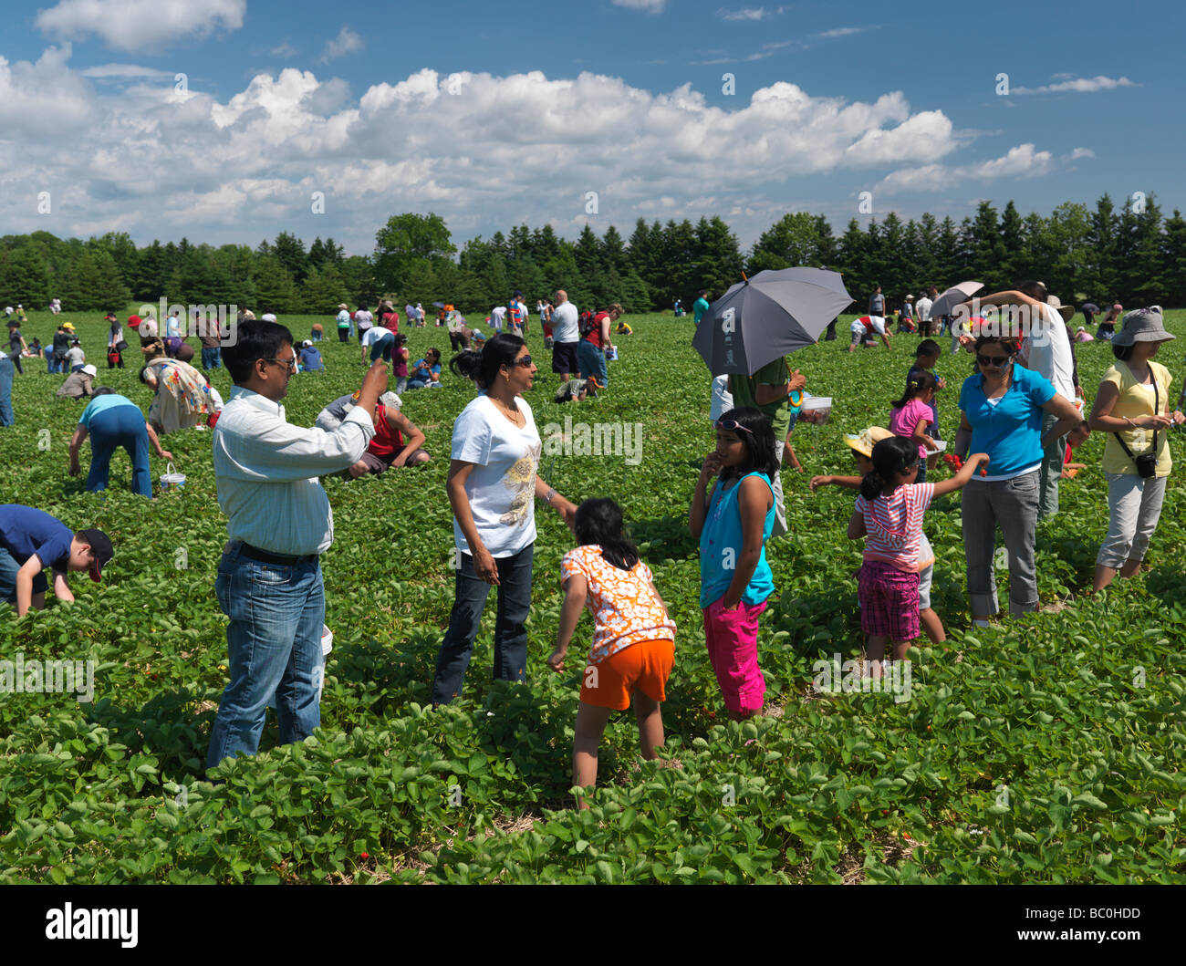 People with children at an organic strawberry farm Stock Photo - Alamy