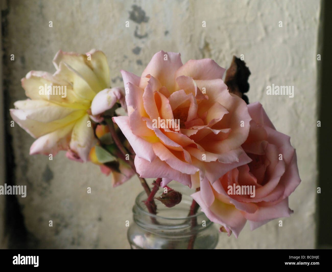 Drooping roses hires stock photography and images Alamy