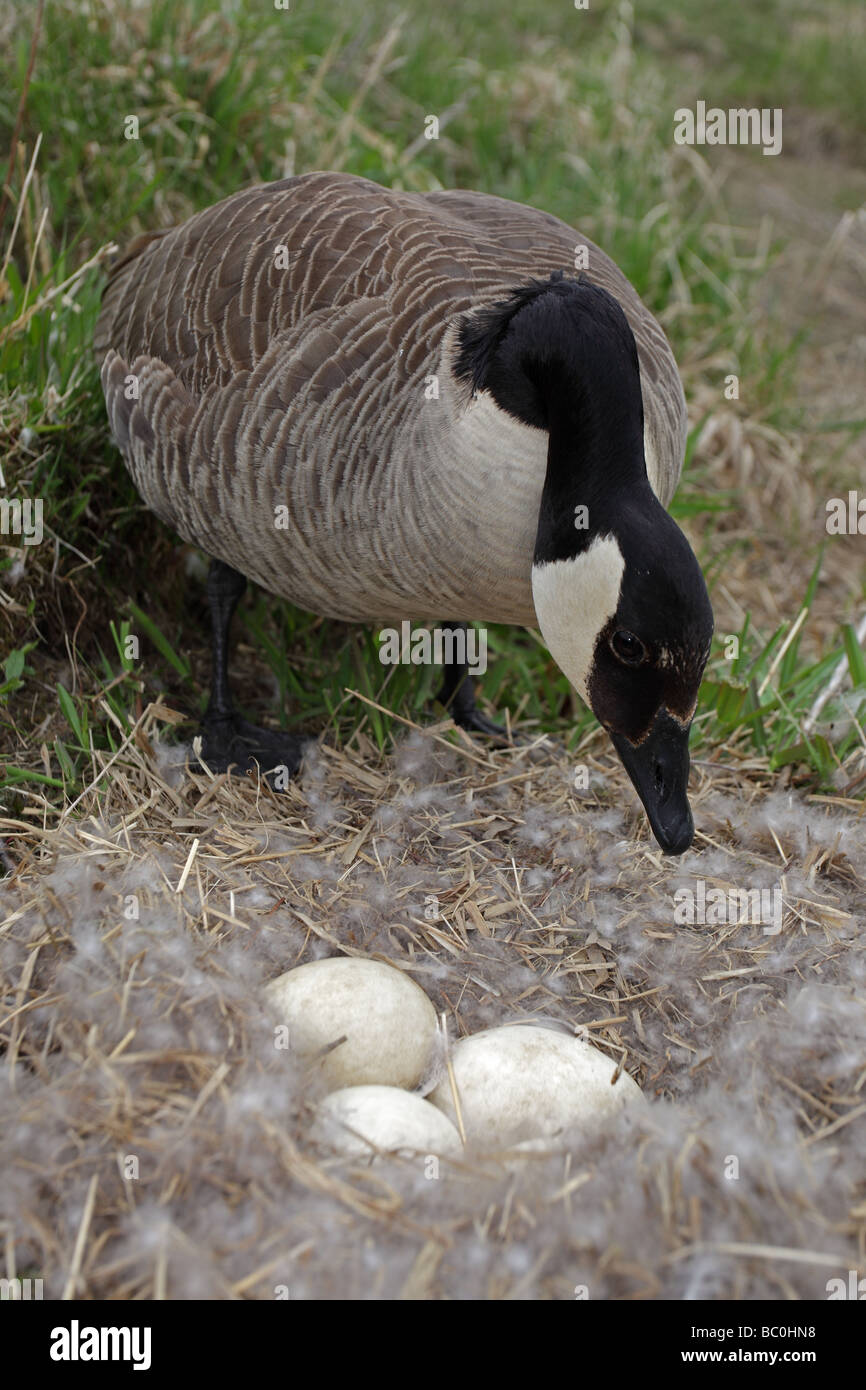 Canada goose canadensis mother protecting hi-res stock photography and ...