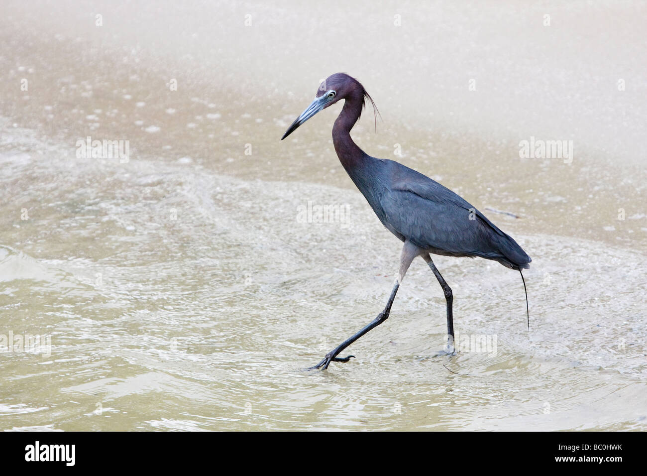 Little Blue Heron walking in the surf Stock Photo