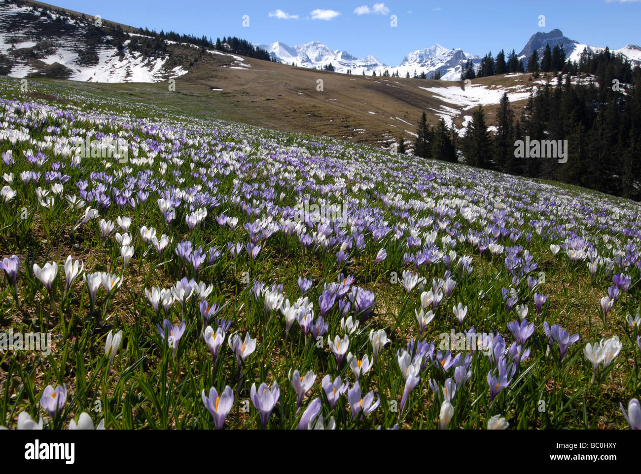 Alpine meadow with crocus flowers, Bernese alps, Switzerland Stock Photo