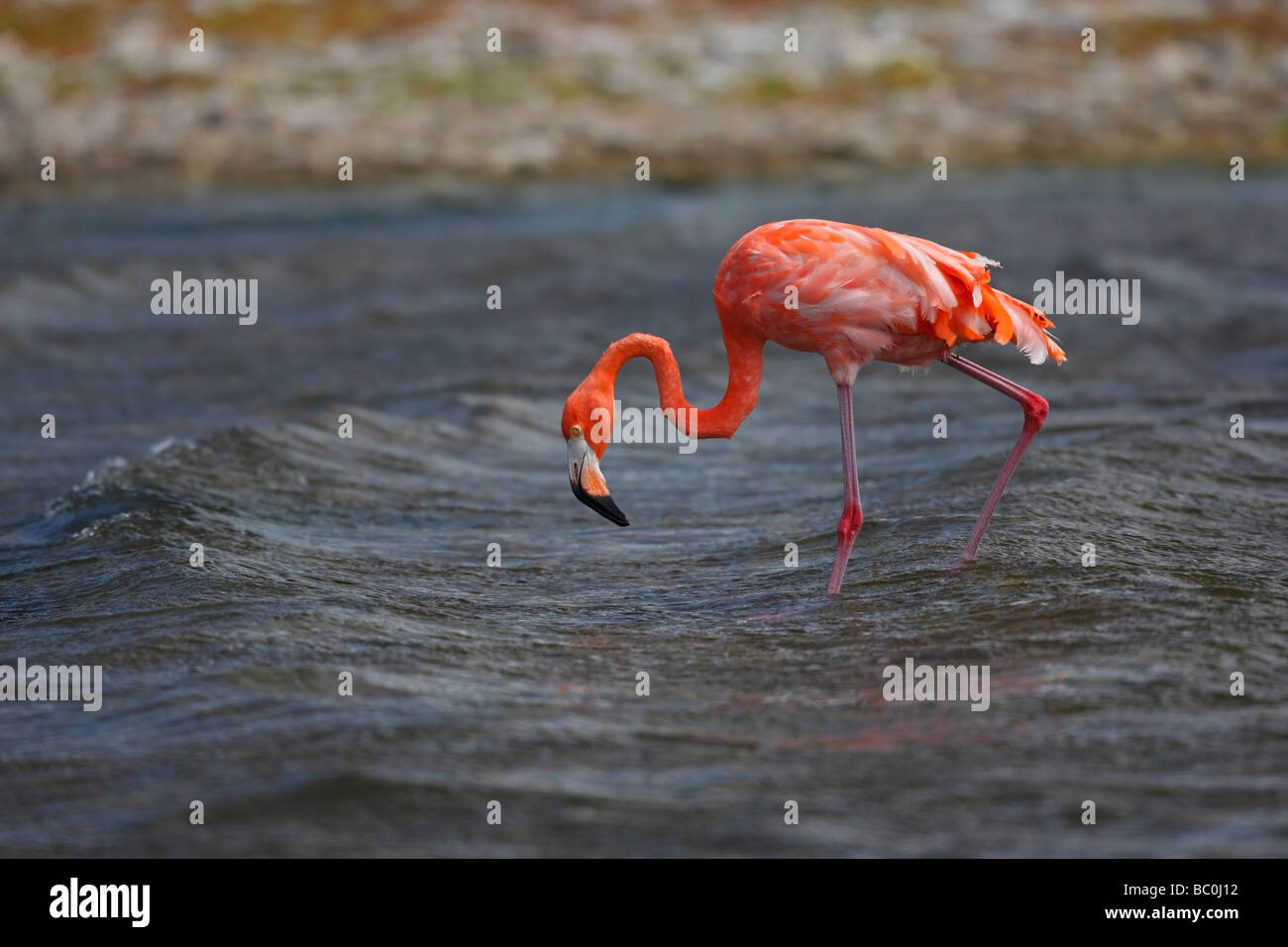 Caribbean Flamingo Phoenicopterus ruber foraging Stock Photo