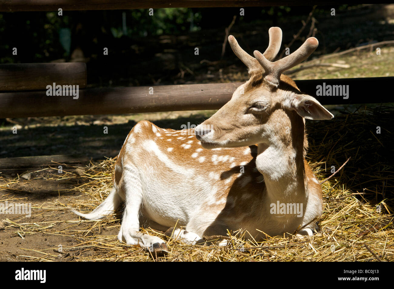 A stag Stock Photo