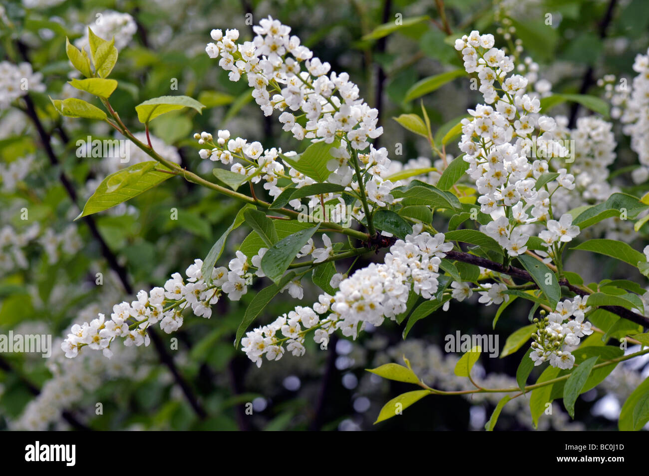 European Bird Cherry Prunus padus Stock Photo