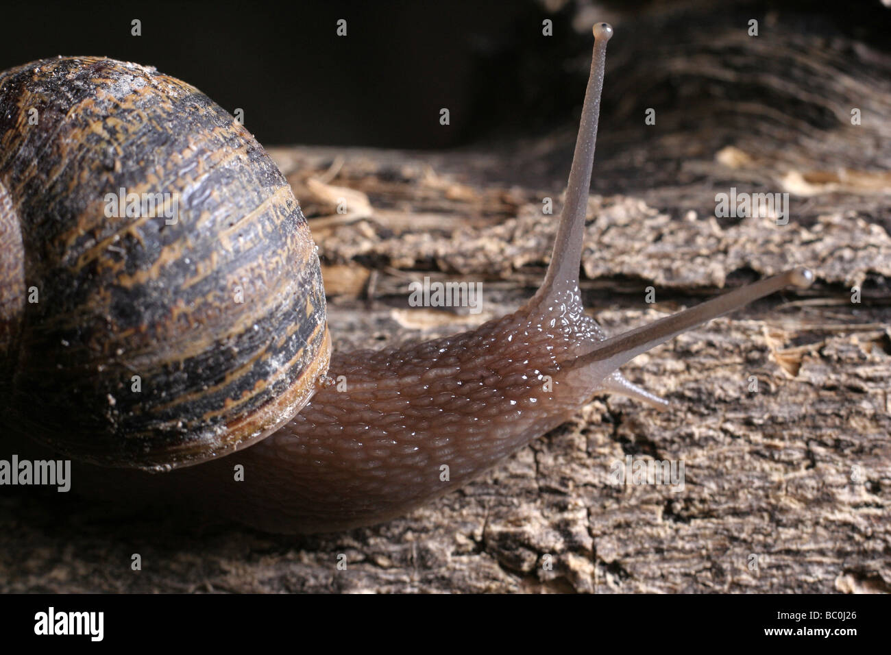 Snail in the night Stock Photo Alamy