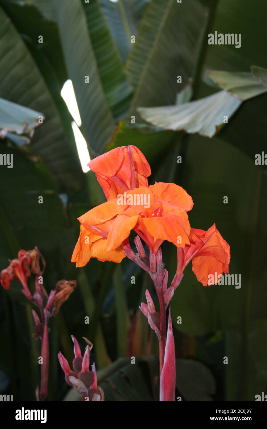Hawaiian flower hi-res stock photography and images - Alamy