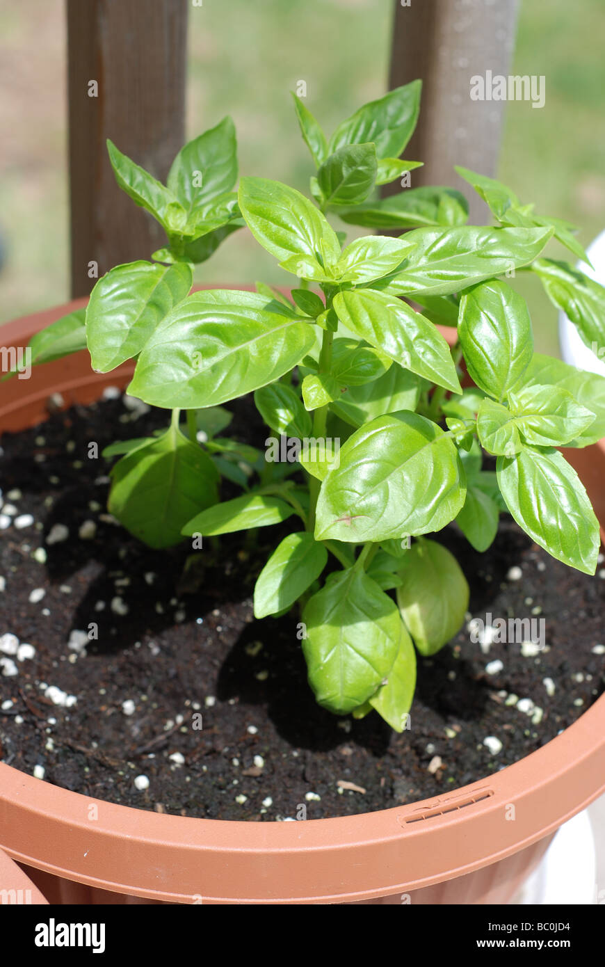 Growing basil in a pot Stock Photo