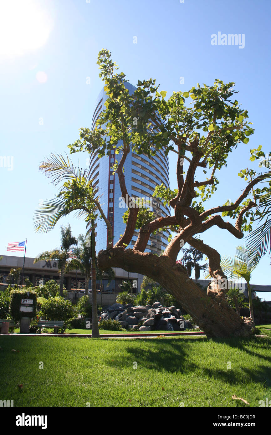 tree in San Diego Stock Photo Alamy