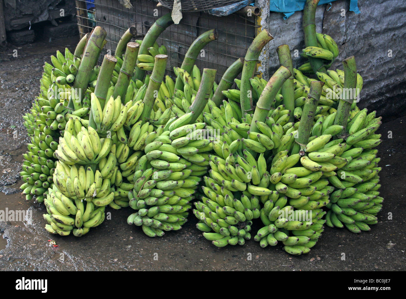 Large Bunches Of Bananas In Munnar Market, Kerala, India Stock Photo