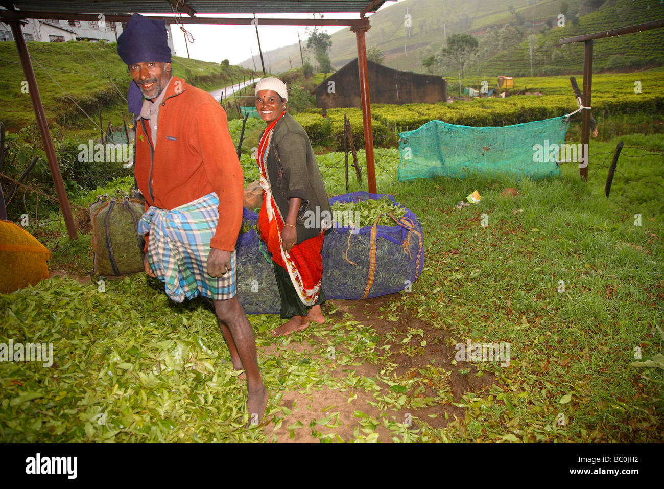 India, Tamil Nadu, Ooty, Ootacamund, Udhagamandalam, tea plantation