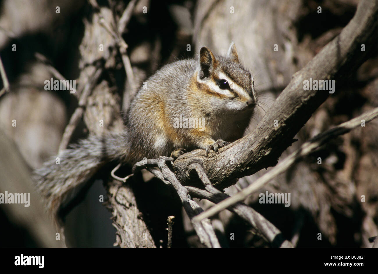 Cliff chipmunk tamias dorsalis hi-res stock photography and images - Alamy
