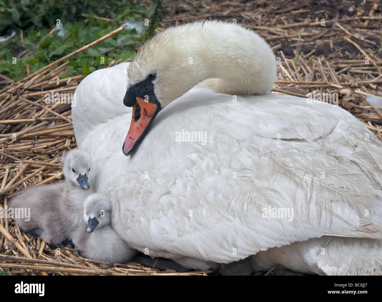 Mute Swan (cygnus olor) and Cygnets, UK Stock Photo