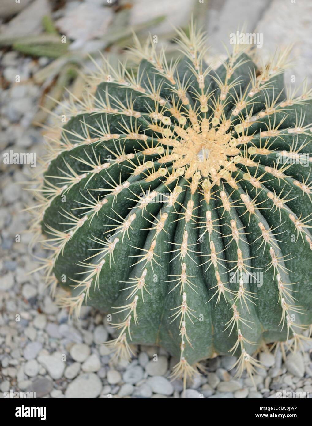 Cactus Type of spiny succulent plant Stock Photo