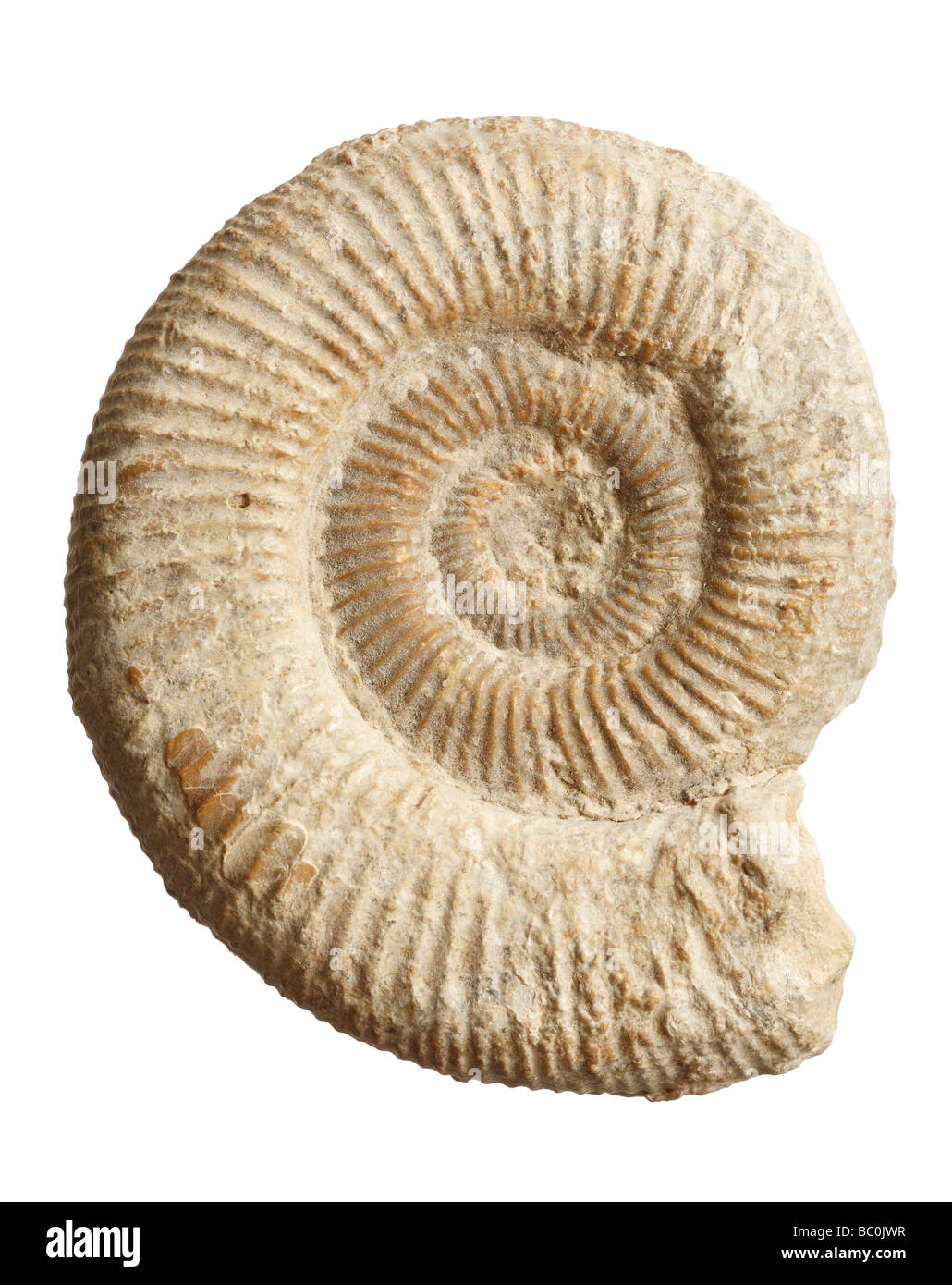 Ammonite Fossil - Ribbed Spiral Cephalopod Stock Photo