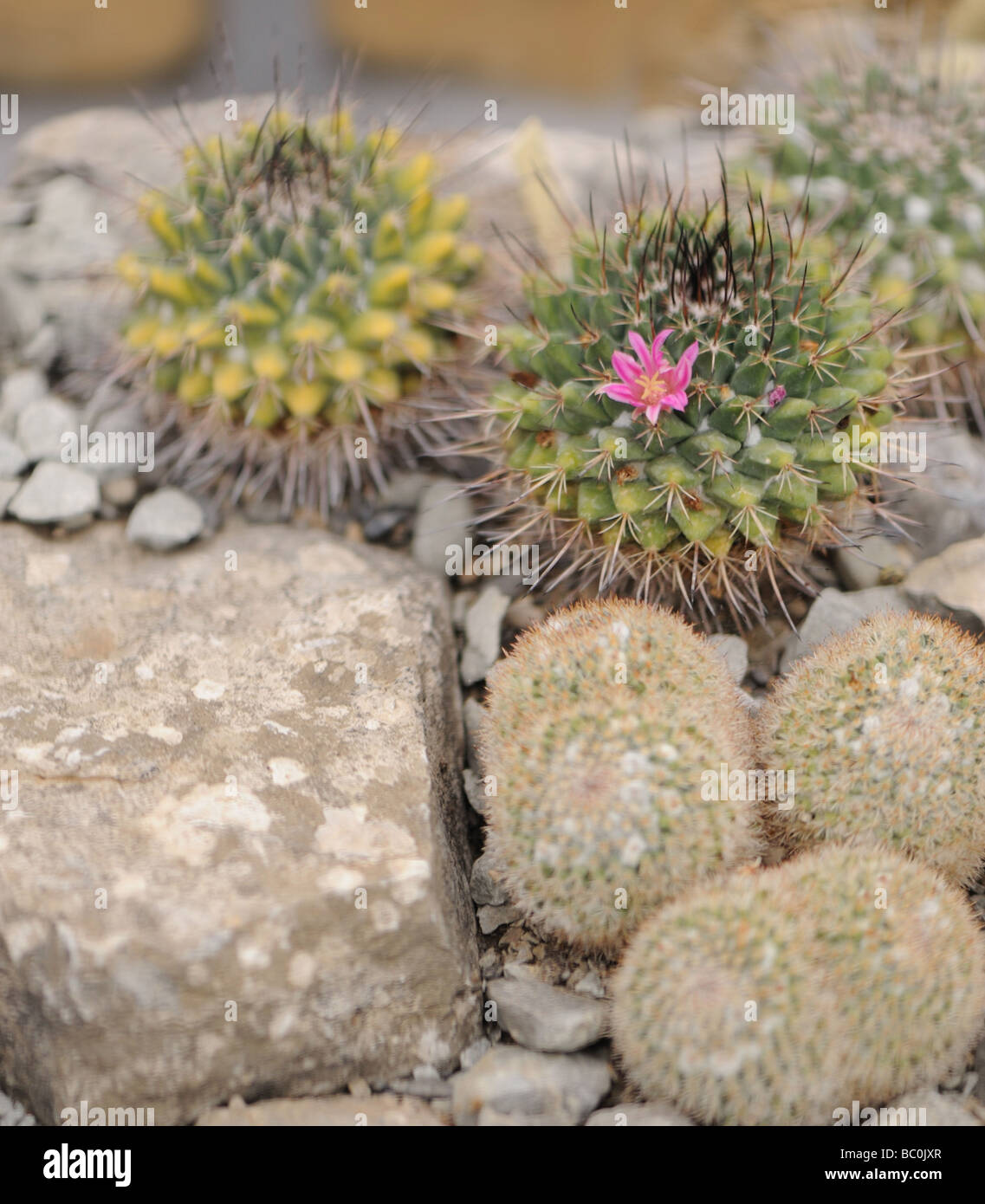 blossoming cactus type of spiny succulent plant Stock Photo - Alamy