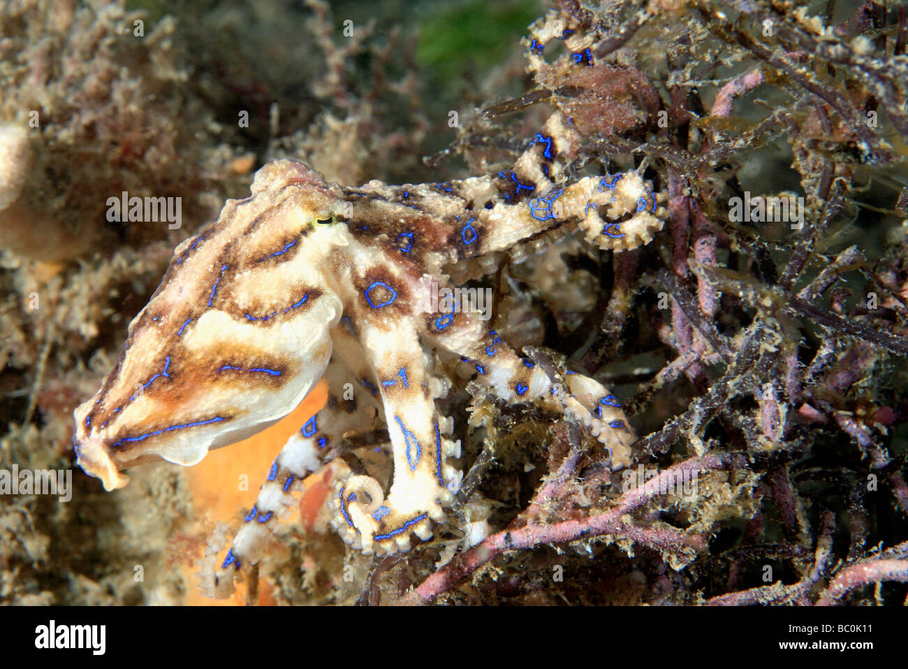 Venomous Southern blue-ringed Octopus, Hapalochlaena fasciata. This octopus can inject a powerful neurotoxin that can kill. Stock Photo