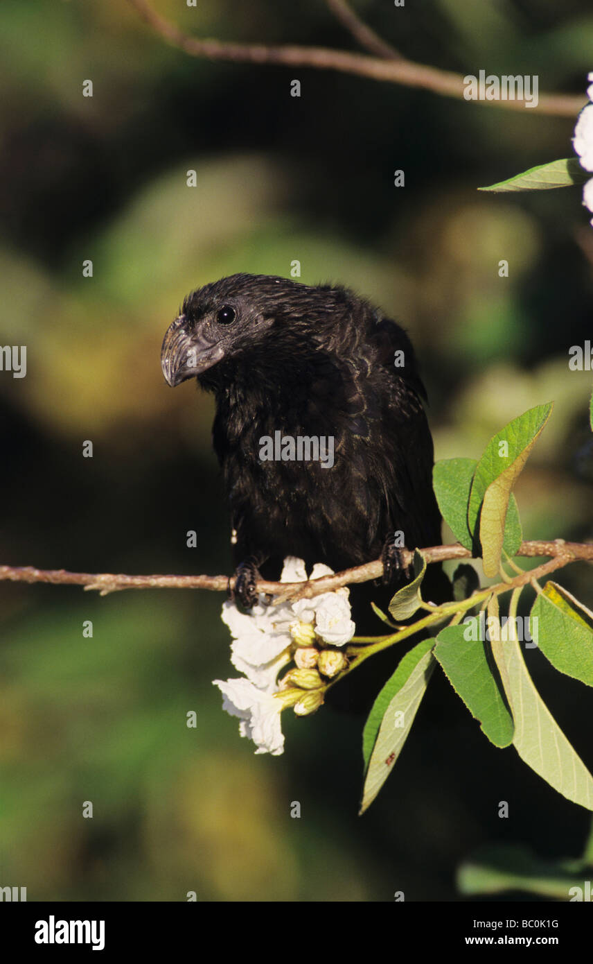 Groove billed Ani Crotophaga sulcirostris adult on Mexican Olive Tree Cameron County Rio Grande Valley Texas USA Stock Photo