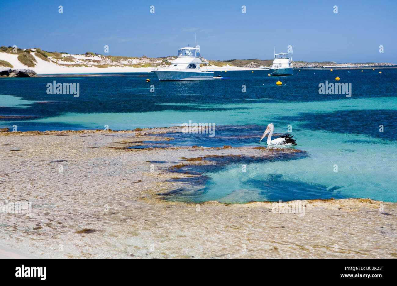 A pelican cruises the waters of Stark Bay on Rottnest Island Stock Photo