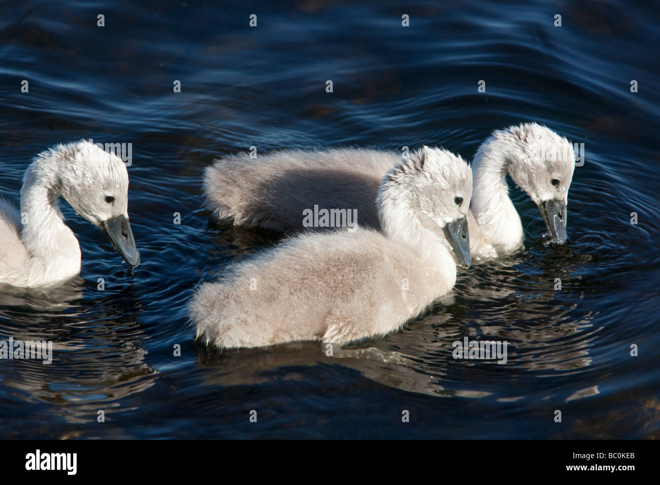 Spring cute fluffy mute swan Cygnus olor signet on Castle Loch Lochmaben Dumfries and Galloway Scotland UK Stock Photo