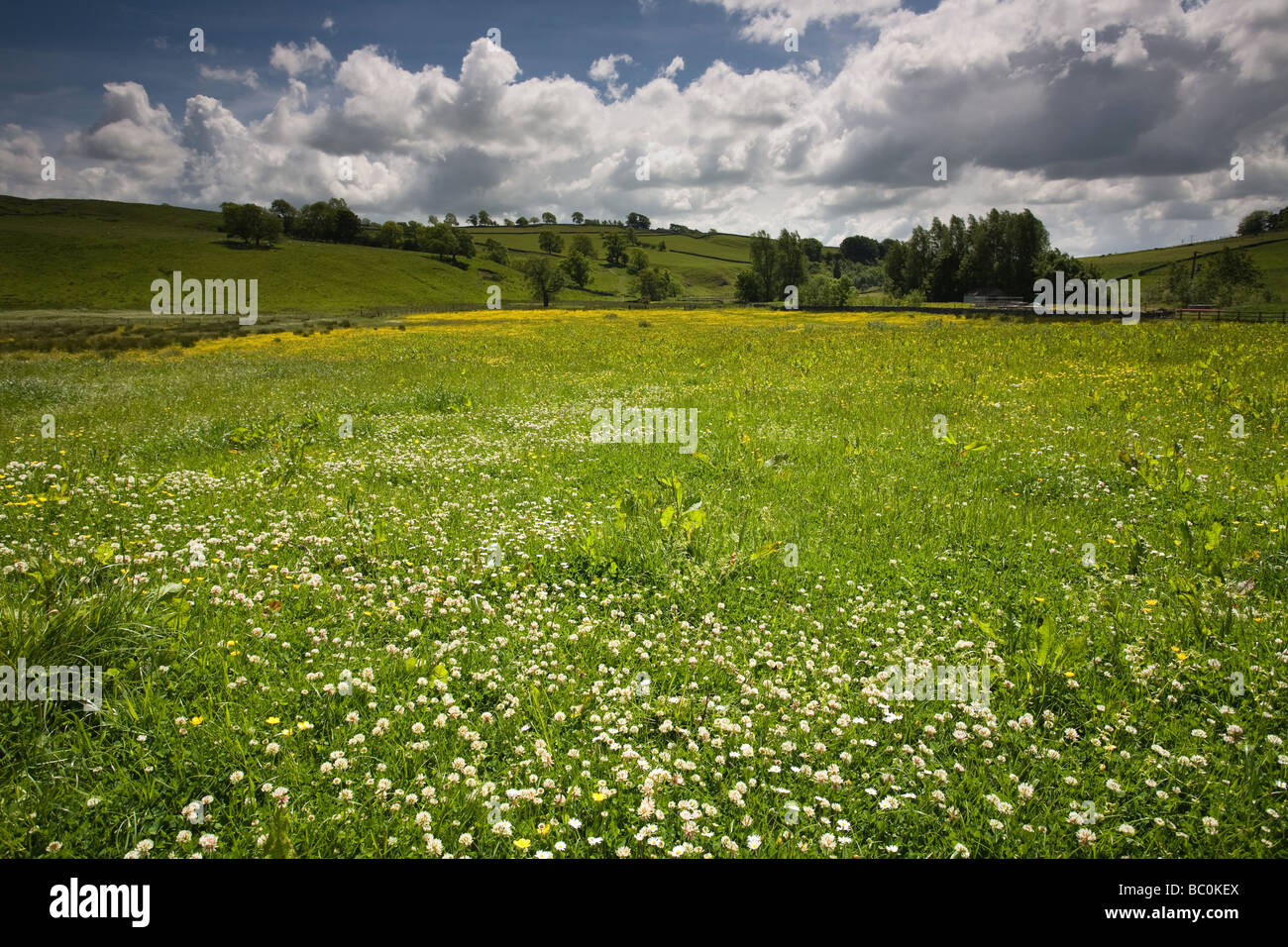 Wild Flowers and Fields near Malham Yorkshire Dales England Stock Photo