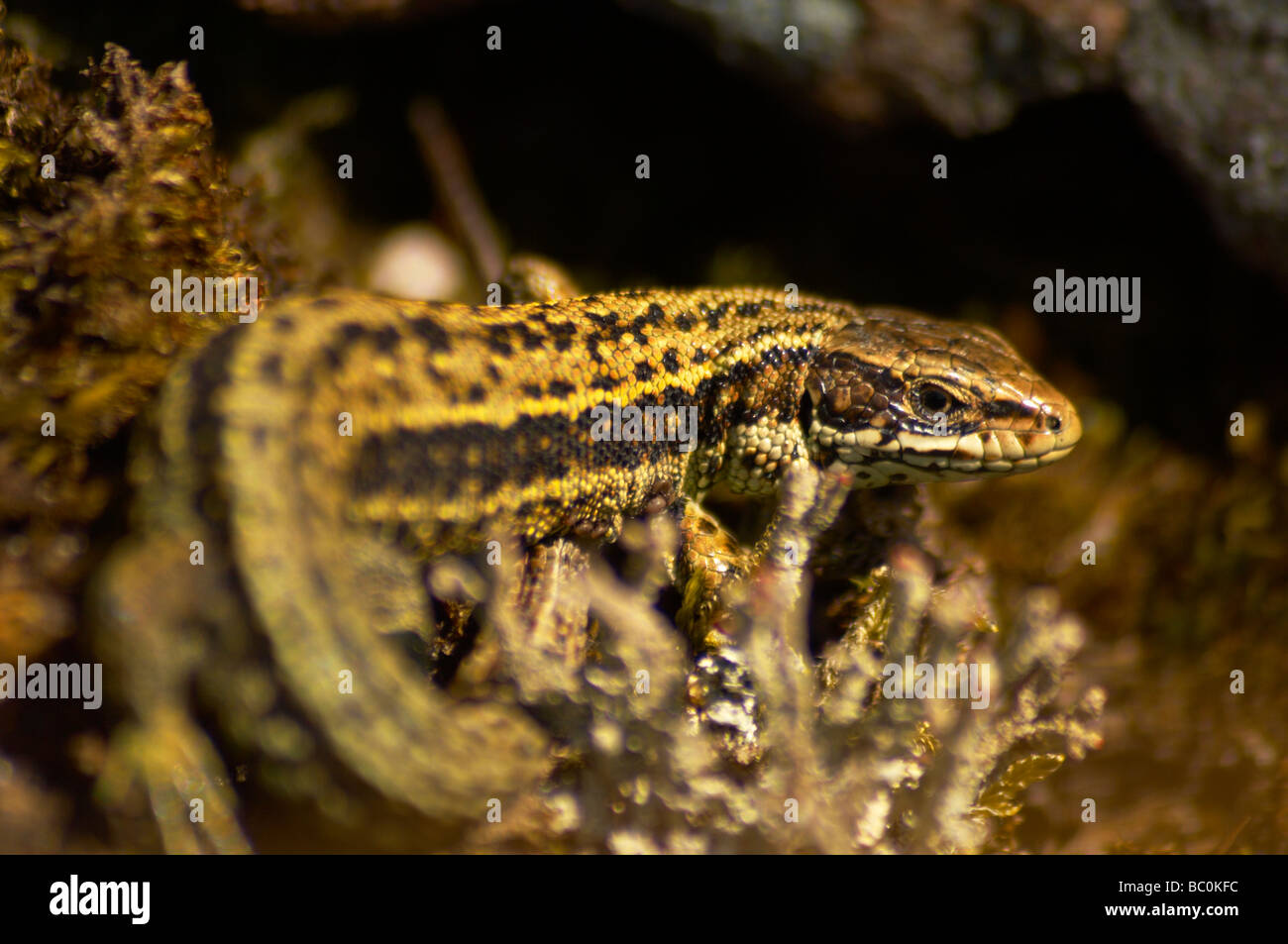 Common lizard uk rocks hi-res stock photography and images - Alamy