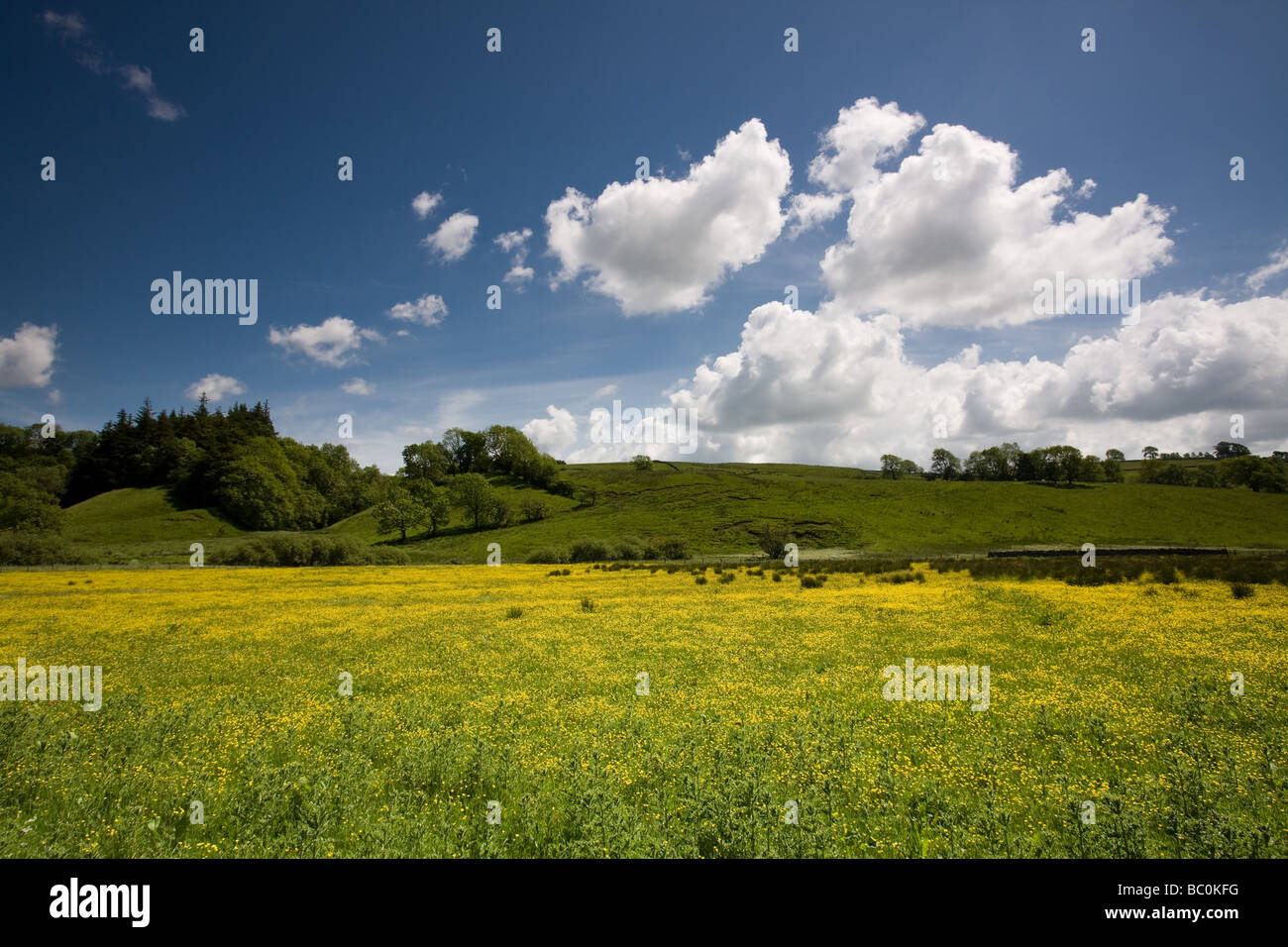 Wild Flowers and Fields near Malham Yorkshire Dales England Stock Photo
