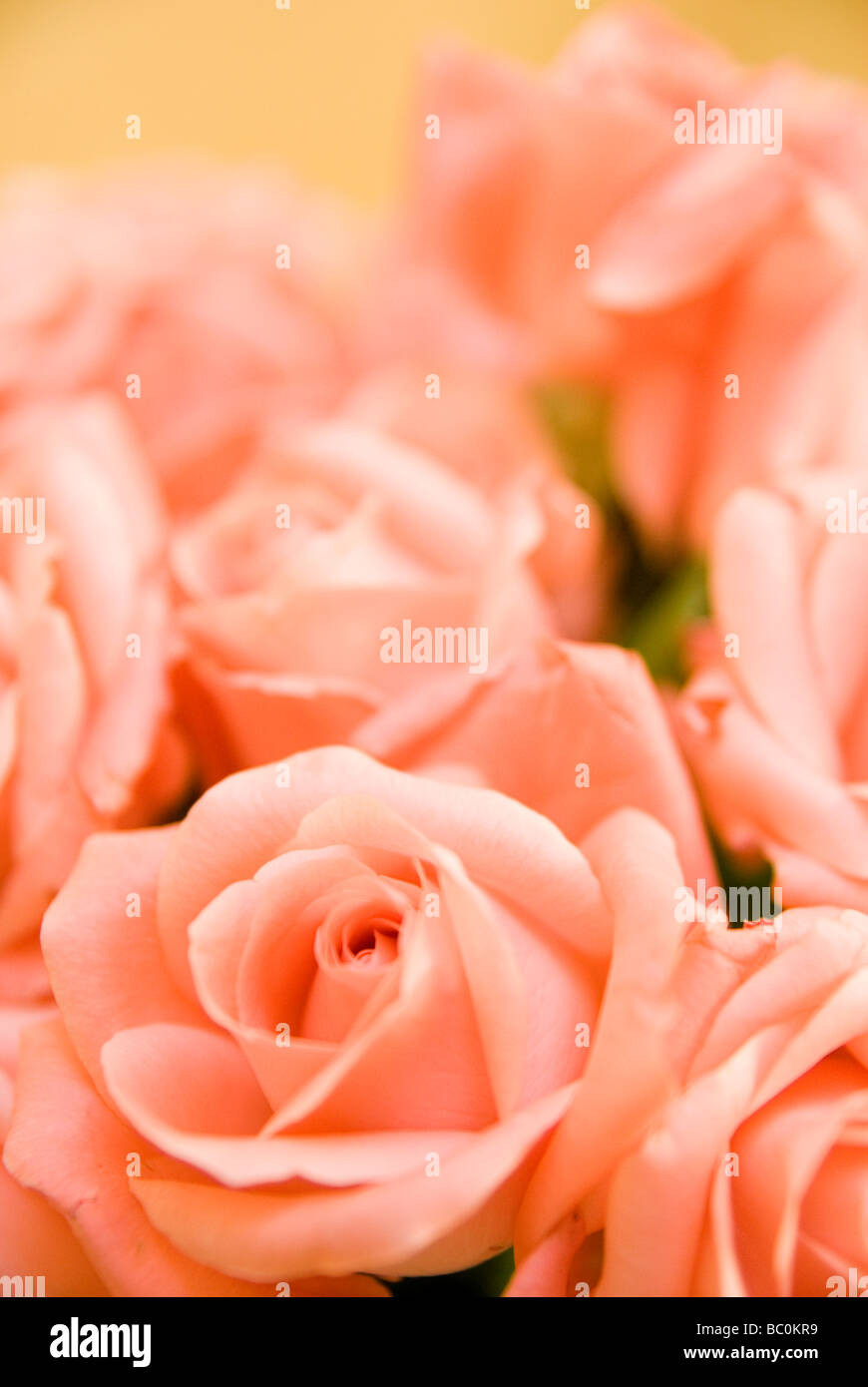 Roses Bunched Together To Decorate The Table Top In Riad Maggi A