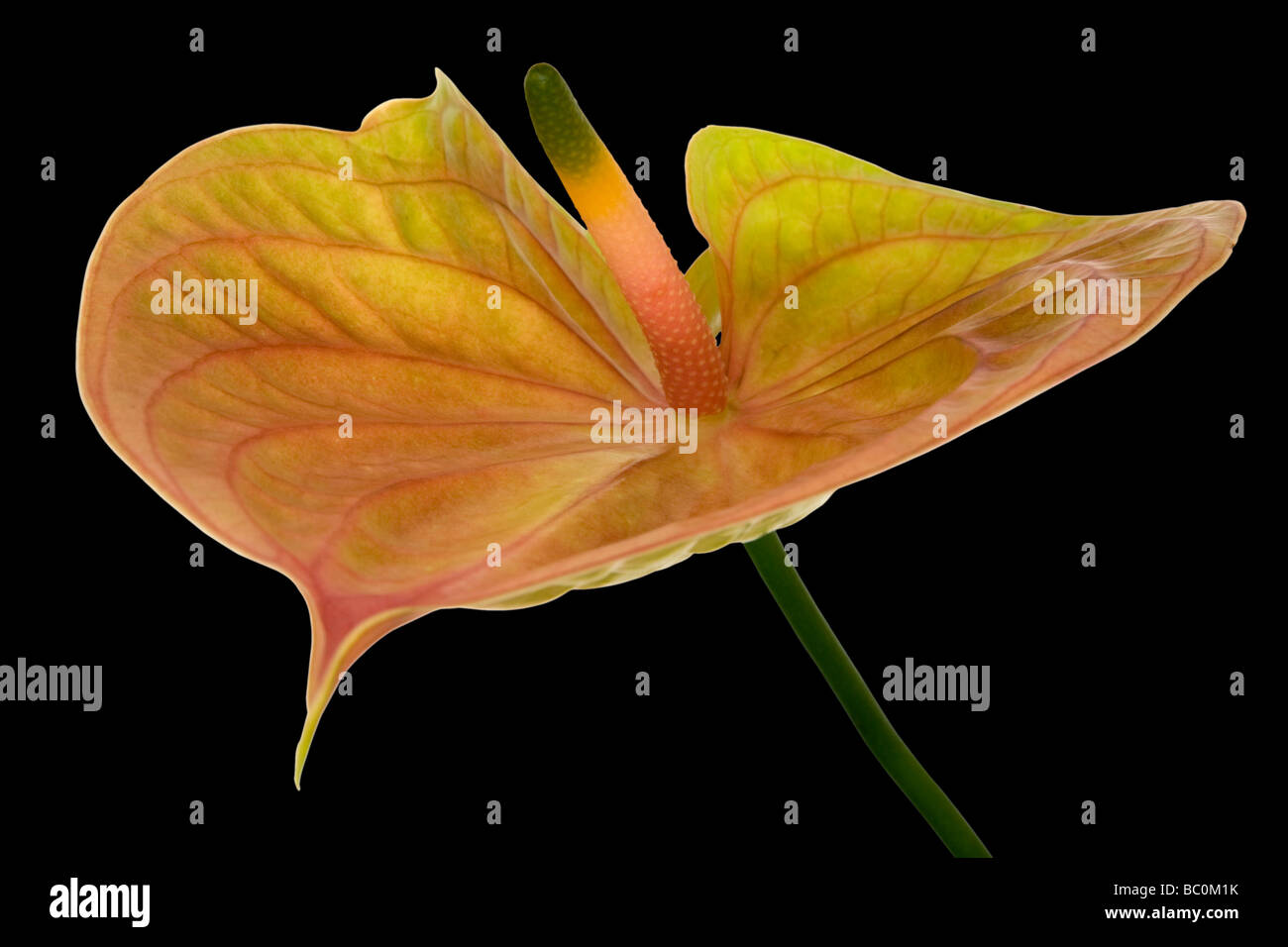 Colorful Anthurium flowers Stock Photo