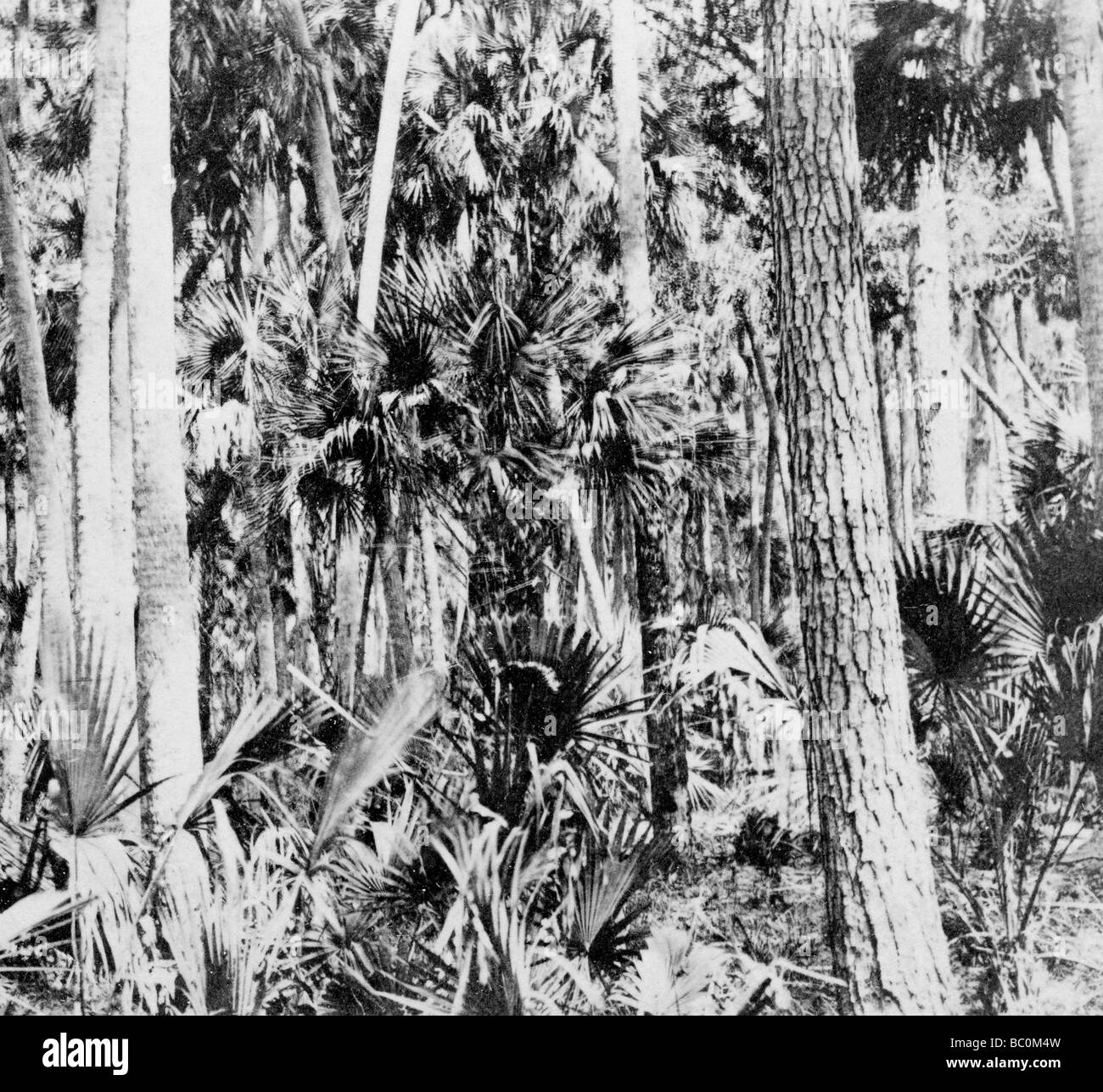 Indian jungle Black and White Stock Photos & Images - Alamy
