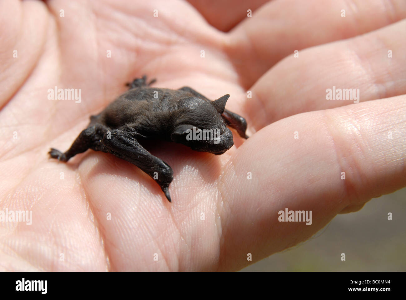 A bat (common pipistrelle), about one week old, on a hand Stock Photo