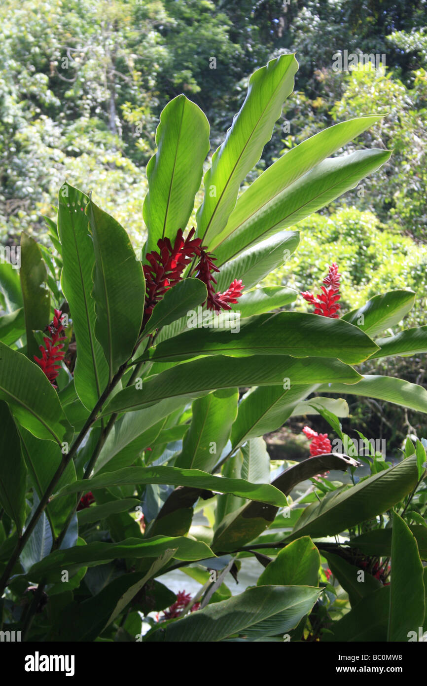 Red Ginger plant growing at the YS Falls in Jamaica Stock Photo Alamy