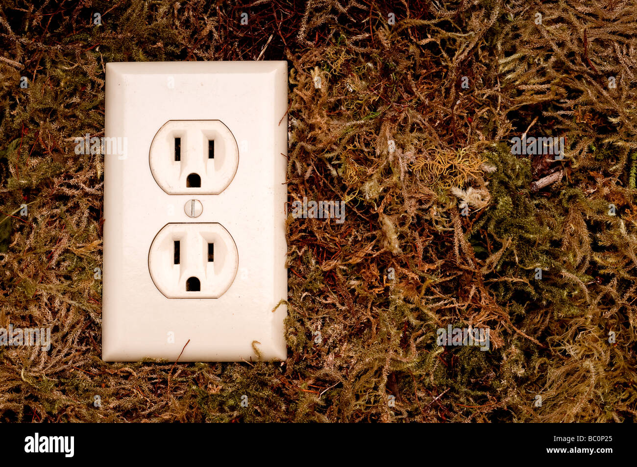 an horizontal image of an American power outlet on a moss background and space for copy Stock Photo